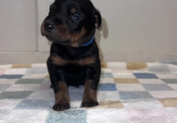 AKC Doberman Pinchers 3 weeks old