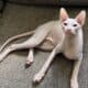 Hairless Peterbald Sphynx