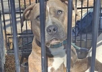 2 beautiful 7 month old Bully Pups available
