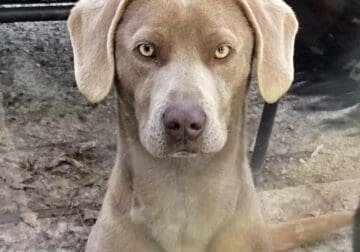 Kona 1 yr old
