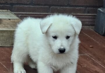 AKC German Shepherd male puppy
