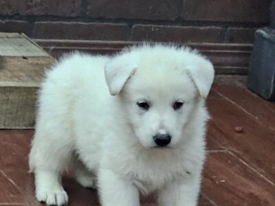 AKC German Shepherd male puppy