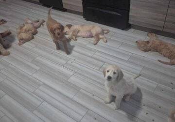 goldendoodles