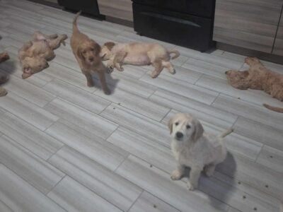 goldendoodles