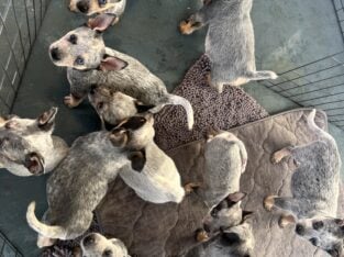 Heeler Puppies