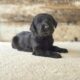 F1 Standard Labradoodles
