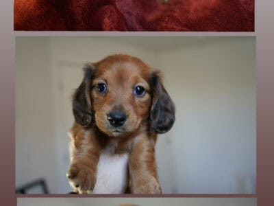 Purebred Longhair Mini Dachshunds