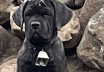 Guardian Puppies