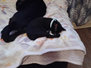 I’m looking for a good home for a mom and a kitten