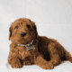 Mini Goldendoodles