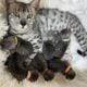 F1 Savannah Kittens for sale March 29th 2025