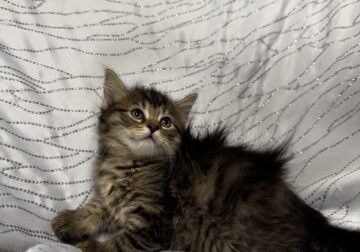 MaineCoon Kitten