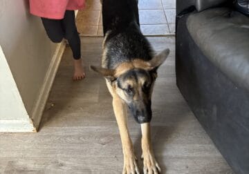 Gorgeous German Shepherd Needs You