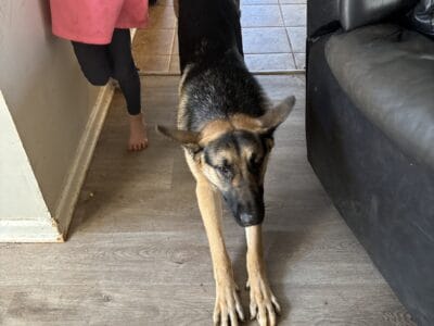 Gorgeous German Shepherd Needs You