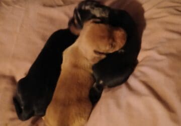 Chiweenie Puppies
