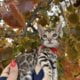 Bengal kittens