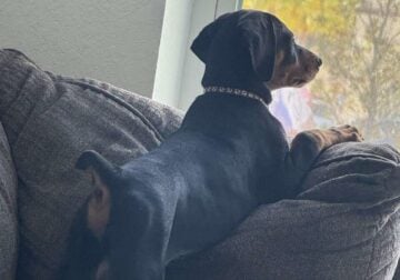 Male Doberman