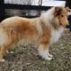 AKC Collie Puppies