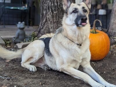 Wonderful German Shepherd boy