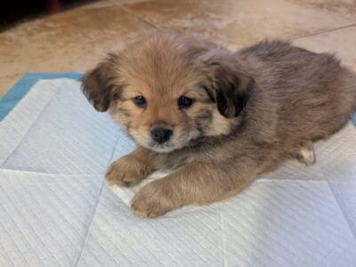 Shiranian pups for sale