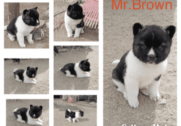 American Akitas