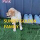 AKC Golden Retriever