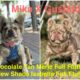 Frenchie Bulldog “Fluffy” – Male 3