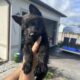 AKC German Shepherd Puppies