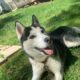 Sweet Siberian Husky