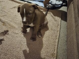 8 week old XXL Bully/ Pit mix puppies