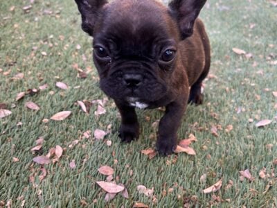 French bull dogs