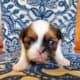 Adorable Shih Tzu Puppies
