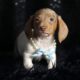 Reggie ACA Mini Dachshund