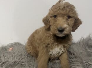 Standard poodle puppies