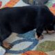 Rotterman Puppies Rottweiler Doberman 10 weeks old