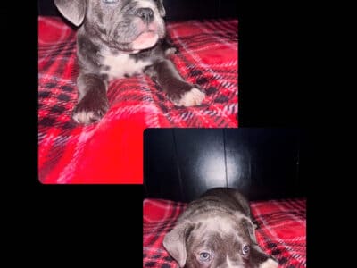 Male # 5 French Bulldog/Micro Bully born 12/7/24