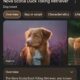 Nova Scotia Duck Trolling Retriever