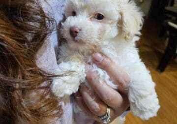 Puppies for Rehoming