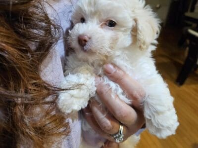 Puppies for Rehoming
