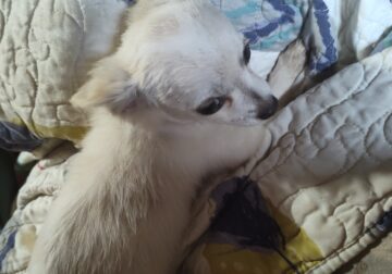 Wally
