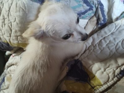 Wally