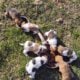 Pyrenees and Mountain Curr mix puppies