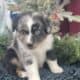 100% pure miniature Australian shepherds.
