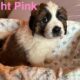 Saint Bernard puppies