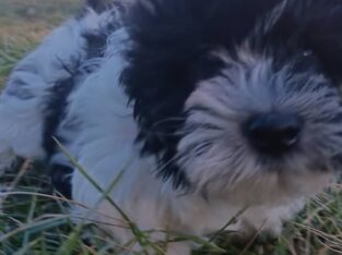 Tails, Coton de Tulear APRI Mother’s day special