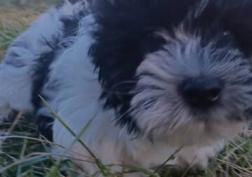 Tails, Coton de Tulear APRI Mother’s day special