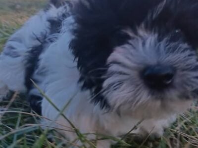 Tails, Coton de Tulear APRI