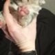 Blue merle fluffy French bulldog puppy