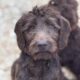 Labradoodle Puppies