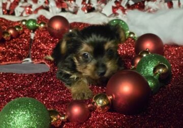 CKC Yorkshire Terriers